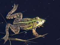 Pelophylax esculentus 33, Middelste groene kikker, Saxifraga-Mark Zekhuis