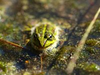 Pelophylax esculentus 38, Middelste groene kikker, Saxifraga-Rudmer Zwerver