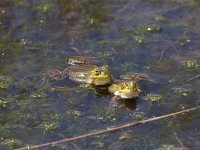 Pelophylax esculentus 4, Middelste groene kikker, Saxifraga-Willem Jan Hoeffnagel