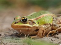 Een Bastaardkikker  Een Bastaardkikker schuin van voren gezien : Bastaardkikker, Pelophylax, Pelophylax esculentus, amfibie, amfibieen, biotoop, close up, dier, fauna, groen, groene, kikker, middelste, natuur, natuurbeheer, natuurbeleid, natuurlijk, natuurlijke, omgeving, rana, waterkwaliteit, zomer, zon, zonlicht, zonnend