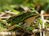 Een bastaardkikker  Een bastaardkikker of Middelste groene kikker in het gras : Bastaardkikker, Pelophylax, Pelophylax esculentus, amfibie, amfibieen, biotoop, close up, dier, fauna, groen, groene, kikker, middelste, natuur, natuurbeheer, natuurbeleid, natuurlijk, natuurlijke, omgeving, rana, waterkwaliteit, zomer, zon, zonlicht, zonnend