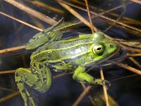 Pelophylax esculentus 5, Middelste groene kikker, Saxifraga-Hans Dekker