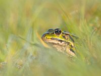 Curious green frog  Edible frog (Pelophylax esculentus) is peeking from grass with morning dew : Pelophylax, amphibian, animal, charming, close, closeup, color, copyspace, curiosity, cute, depth of field, dew, droplet, drops, ecology, environment, esculenta, esculentus, fauna, flare, frog, grass, green, hidden, hide, hiding, hop, jump, lake, leaf, lens flare, lessonae, little, look, looking, macro, morning, natural, nature, peek, peeking, pond, rana, sit, sitting, small, species, spy, spying, stare, swamp, swim, tree, warty, watching, water, wildlife