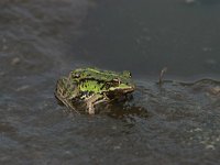 Pelophylax esculentus 9, Middelste groene kikker, Saxifraga-Luc Hoogenstein