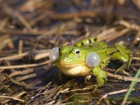 Pelophylax lessonae 10, Poelkikker, Saxifraga-Mark Zekhuis