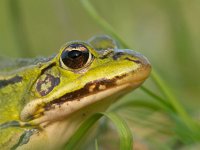 Portret van een  Poelkikker  Portret van een zeldzame Poelkikker tussen het gras : Pelophylax, Pelophylax lessonae, Poelkikker, amfibie, amfibieen, beschermd, beschermde, biotoop, close up, dier, fauna, flora- en faunawet, gras, groen, groene, habitatrichtlijn, kikker, kleine, lente, maart, macro, natuur, natuurlijk, natuurlijke, natuurwet, omgeving, portret, rana, rode lijst, trek, voorjaar, voorjaarstrek, wild, wilde