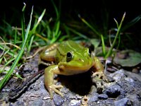 Pelophylax lessonae 25, Poelkikker, Saxifraga-Rudmer Zwerver