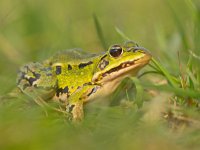 Een Poelkikker of kleine groene kikker  Een Poelkikker of kleine groene kikker tussen onscherp gras : Pelophylax, Pelophylax lessonae, Poelkikker, amfibie, amfibieen, beschermd, beschermde, biotoop, close up, dier, fauna, flora- en faunawet, gras, groen, groene, habitatrichtlijn, kikker, kleine, lente, maart, macro, natuur, natuurlijk, natuurlijke, natuurwet, omgeving, portret, rana, rode lijst, trek, voorjaar, voorjaarstrek, wild, wilde