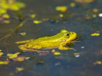 Poelkikker is een strikt beschermde soort  De Poelkikker is een strikt beschermde soort vanuit de habitatrichtlijn : Bleker, Henk, Pelophylax, Pelophylax lessonae, Poelkikker, beschermd, biotoop, dier, fauna, flora- en faunawet, groene, habitatrichtlijn, kikker, kleine, lessonae, natuur, natuurlijk, natuurlijke, natuurwet, omgeving, rana, rode lijst, sloot, water, wilde, zeldzaam