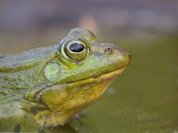 Pelophylax lessonae 4, Poelkikker, Saxifraga-Luc Hoogenstein : Engbertsdijkvenen, Kloosterhaar, Overijssel