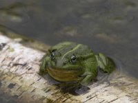 Pelophylax lessonae 6, Poelkikker, Saxifraga-Luc Hoogenstein