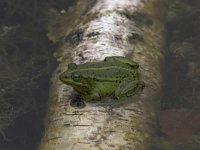 Pelophylax lessonae 7, Poelkikker, Saxifraga-Luc Hoogenstein