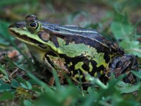 Pelophylax lessonae 8, Poelkikker, Saxifraga-Edo van Uchelen