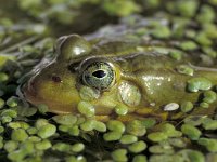 Pelophylax lessonae 9, Poelkikker, Saxifraga-Kees Marijnissen