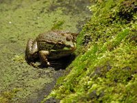 Pelophylax perezi 2, Iberische meerkikker, Saxifraga-Ed Stikvoort