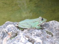 Pelophylax perezi 3, Iberische meerkikker, Saxifraga-Rutger Barendse