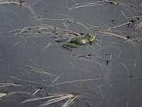 Pelophylax perezi 8, Iberische meerkikker, Saxifraga-Ed Stikvoort