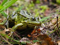 Pelophylax ridibundus 10, Meerkikker, Saxifraga-Rudmer Zwerver