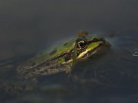 Pelophylax ridibundus 13, Meerkikker, Saxifraga-Rik Kruit