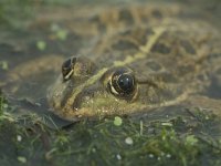 Pelophylax ridibundus 4, Meerkikker, Saxifraga-Kees Marijnissen