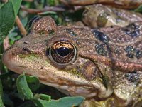 Pelophylax ridibundus 9, Meerkikker, Saxifraga-Jeroen Willemsen