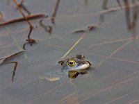 Heidekikker  Heidekikvors bij Gortel in het Kroondomein : Rana arvalis