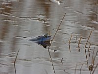 Heidekikker  Heidekikvors bij Gortel in het Kroondomein : Rana arvalis