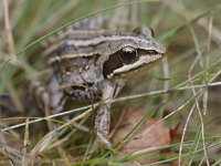 Rana arvalis 57, Heikikker, Saxifraga-Tom Heijnen