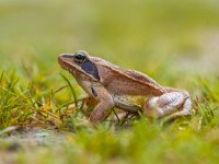 Rana dalmatina 7, Springkikker, Saxifraga-Rudmer Zwerver  Rana dalmatina : agile, amphibia, amphibian, animal, branch, brown, closeup, cute, dalmatina, date, europe, european, fauna, frog, grass, green, habitat, jump, look, love, macro, nature, orange, pond, rana, rock, sit, slimy, small, spring, sticky, thinking, thoughtful, toad, water, wild, wildlife, yellow