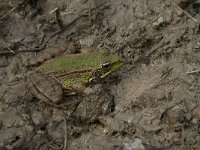 Rana perezi 3, Iberische meerkikker, Saxifraga-Willem van Kruijsbergen