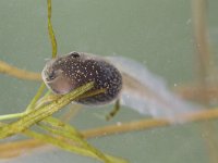 Kikkervisje van Bruine kikker  Foto is gemaakt in een cuvet met slootwater, picture is taken in a cuvet filled with water from a pond. : Bruine kikker, Common Frog, Nederland, Rana temporaria, Utrecht, amfibie, amfibieën, amphibian, frog, june, juni, juveniel, juvenile, kikkervisje, larvae, larve, lente, spring, the Netherlands