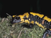 Salamandra salamandra 12, Vuursalamander, Saxifraga-Edo van Uchelen