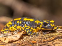 Fire Salamander (Salamandra Salamandra) in Natural Habitat  Endangerd Fire Salamander Newt Found in Old European Forests like Hasbruch, Germany : Netherlands, amphibia, amphibian, amphibious, animal, beautiful, black, bright, closeup, color, conservation, decline, ecology, endangered, environment, europe, face, fauna, fire, forest, germany, green, hasbruch, leaf, lizard, macro, mountains, natural, nature, newt, outdoor, plant, poison, poisonous, reptile, salamander, salamanders, salamandra, species, spots, spring, tail, vertebrate, warning, wild, wildlife, wood, yellow