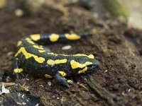 Salamandra salamandra 5, Vuursalamander, Saxifraga-Mark Zekhuis