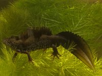 Triturus cristatus 4, Kamsalamander, Saxifraga-Kees Marijnissen