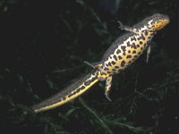 Triturus italicus 3, Saxifraga-Edo van Uchelen