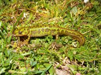 Triturus marmoratus 13, Marmersalamander, Saxifraga-Rudmer Zwerver