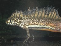 Triturus vittatus ssp ophryticus 2, Saxifraga-Edo van Uchelen