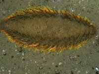 Aphrodita aculeata 2, Zeemuis, Saxifraga-Foto Fitis-Sytske Dijksen