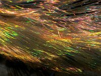 Aphrodita aculeata 4, Zeemuis, hair, Saxifraga-Foto Fitis-Sytske Dijksen