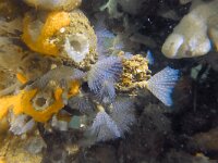 Bispira polyomma 8, Paarse kokerworm, Saxifraga-Tom Heijnen