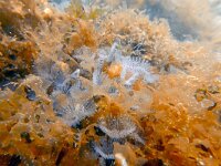 Bispira polyomma 9, Paarse kokerworm, Saxifraga-Tom Heijnen