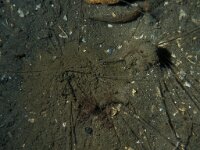 Chaetopterus variopedatus 2, Perkamentkokerworm, Saxifraga-Eric Gibcus