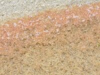 Lanice conchilega 2, Schelpkokerworm, larvae, Saxifraga-Foto Fitis-Sytske Dijksen