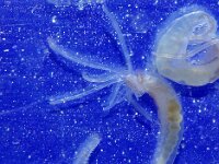 Lanice conchilega 3, Schelpkokerworm, larvae, Saxifraga-Foto Fitis-Sytske Dijksen