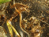 Microscolex phosphoreus 2, Fosforworm, Saxifraga-Foto Fitis-Sytske Dijksen