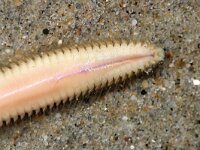 Nephtys hombergi, Catworm