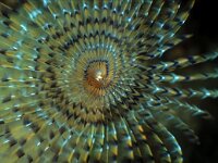 Sabella pavonina, Peacock Worm