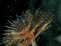 Sabella pavonina 5, Slijkkokerworm, Saxifraga-Eric Gibcus