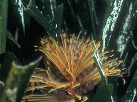 Sabella pavonina 6, Slijkkokerworm, Saxifraga-Eric Gibcus